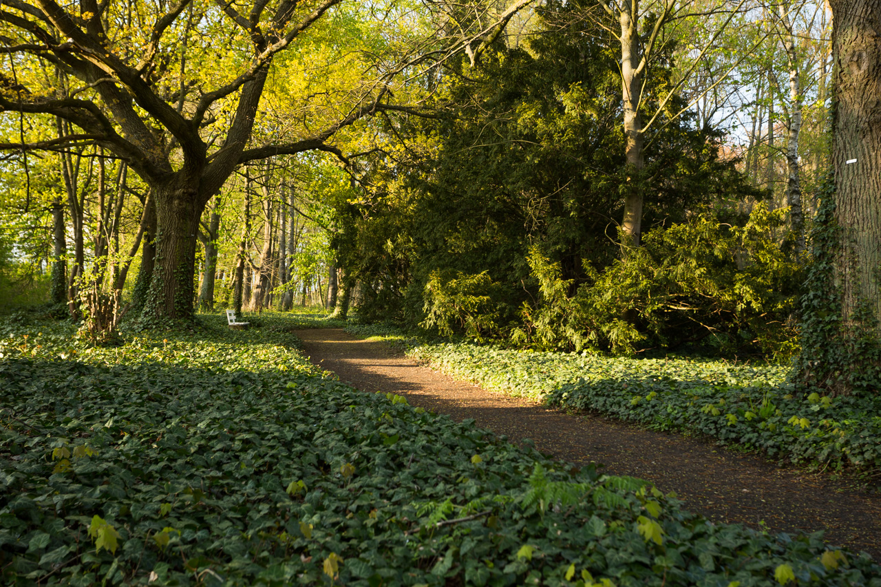 Parkweg im Schlosspark des Hotel Schloss Storkau zwischen Efeuflächen, alten Eichen und dunklen Eiben mit weißer Bank