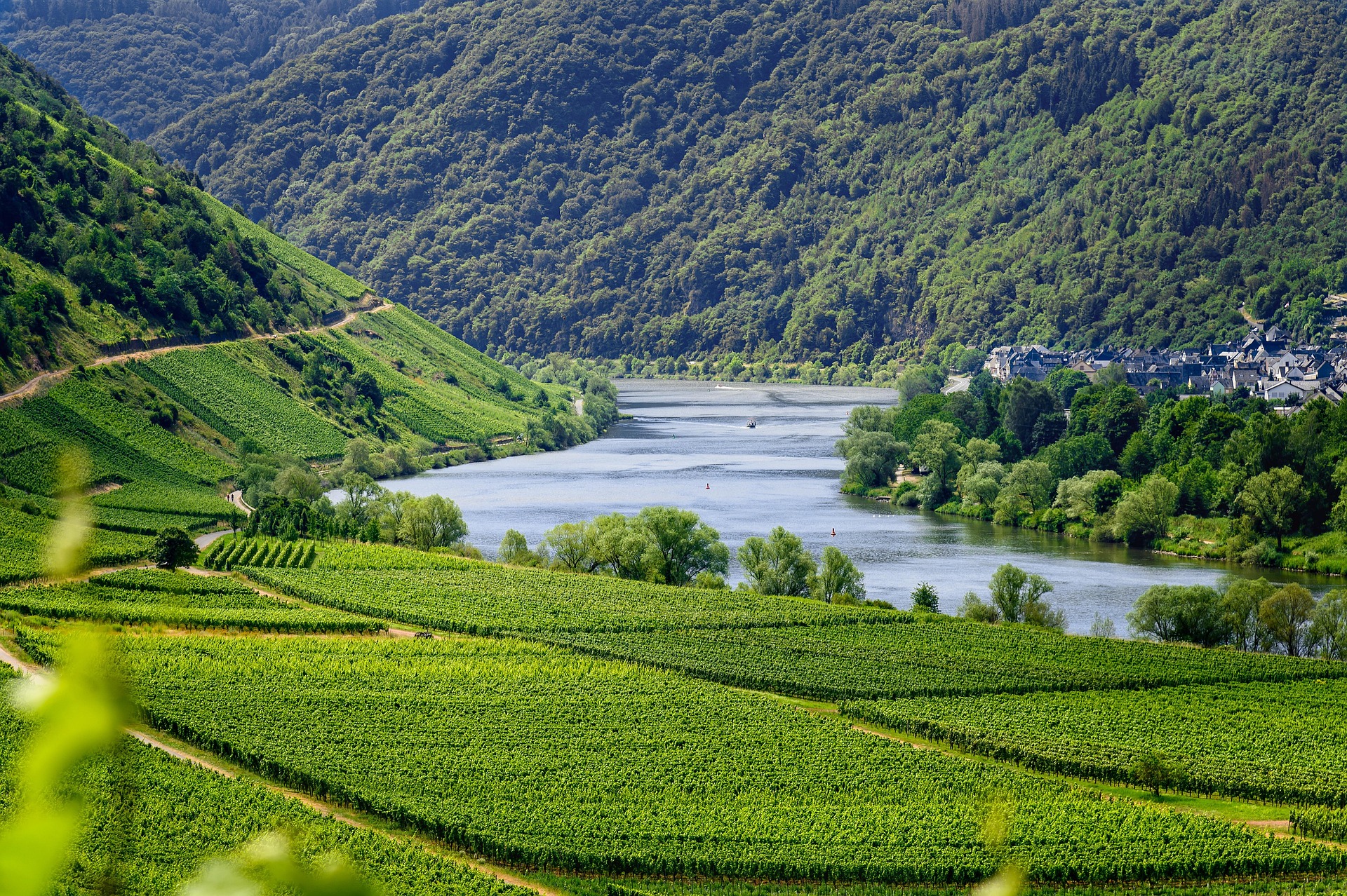Grüne Weinberge an einer Flussschleife mit bewaldeten Hängen und einem Ort am gegenüberliegenden Ufer